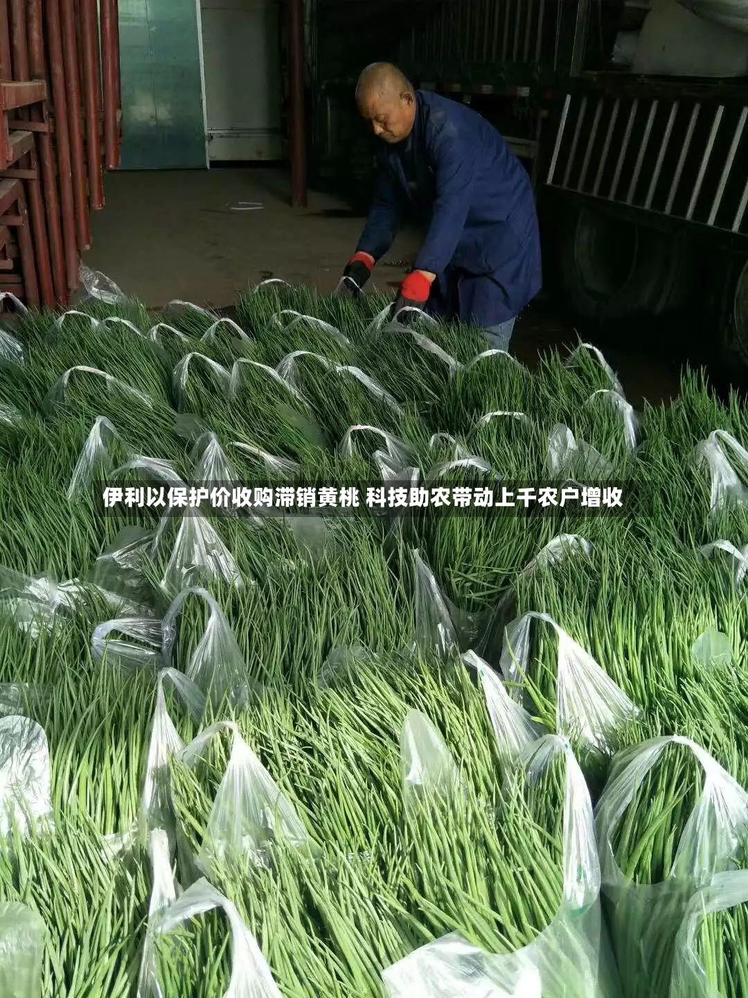伊利以保护价收购滞销黄桃 科技助农带动上千农户增收