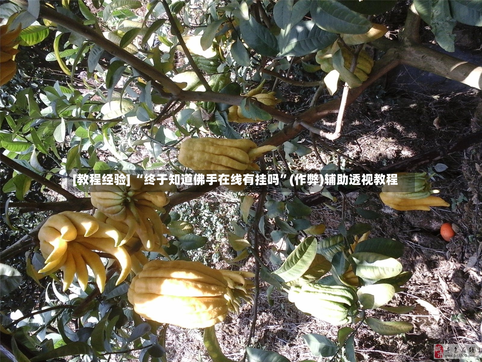 [教程经验] “终于知道佛手在线有挂吗	”(作弊)辅助透视教程-第2张图片