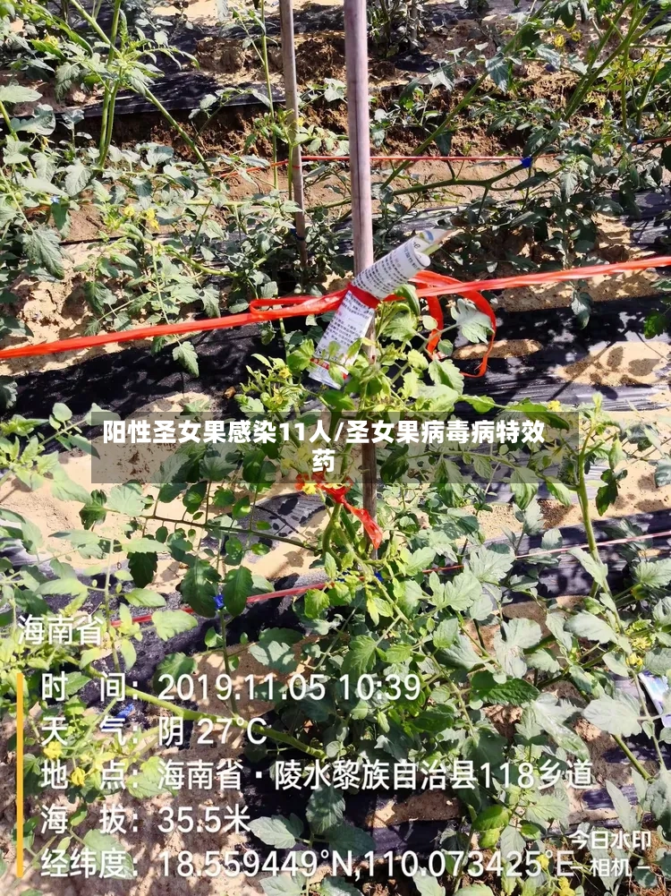 阳性圣女果感染11人/圣女果病毒病特效药