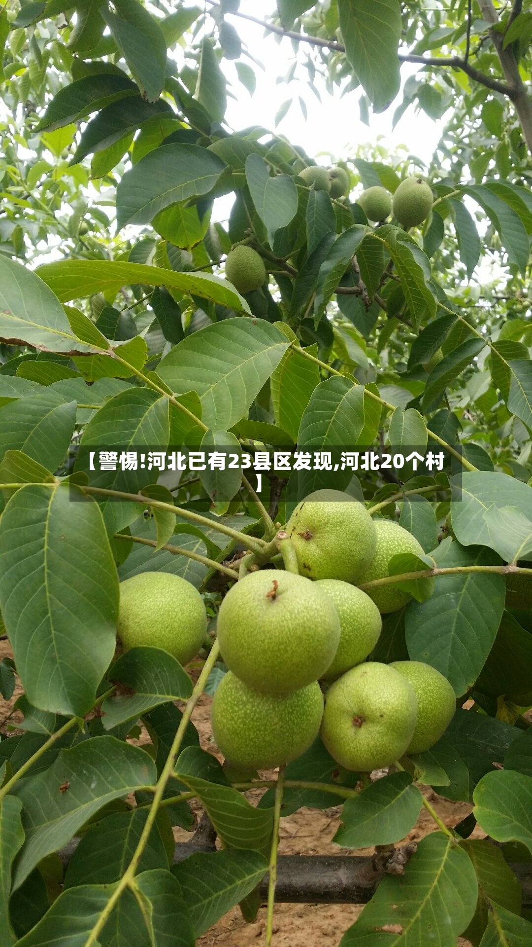 【警惕!河北已有23县区发现,河北20个村】